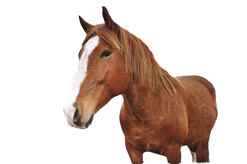 Nutrimo Croquette Bellevigne En Layon Animal De Compagnie